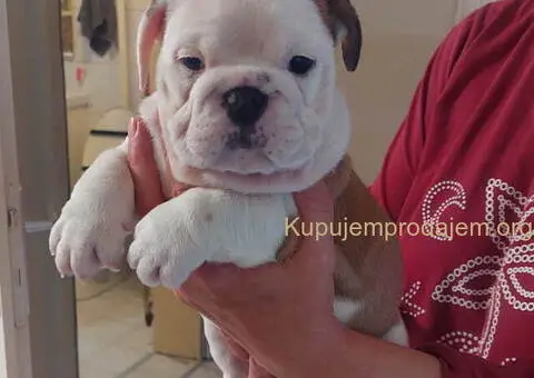 Engleski BULDOG zenkice - 1/3