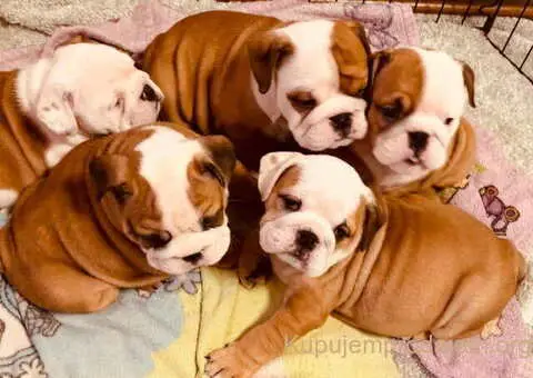 Engleski BULDOG zenkice - 2/3