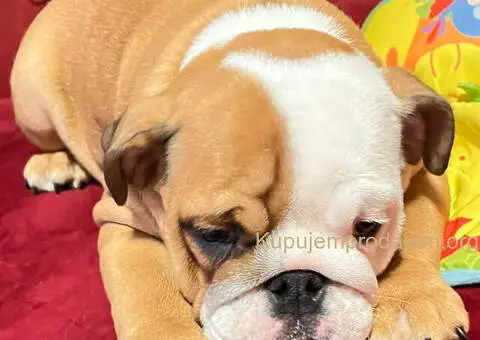 Engleski BULDOG zenkice - 3/3