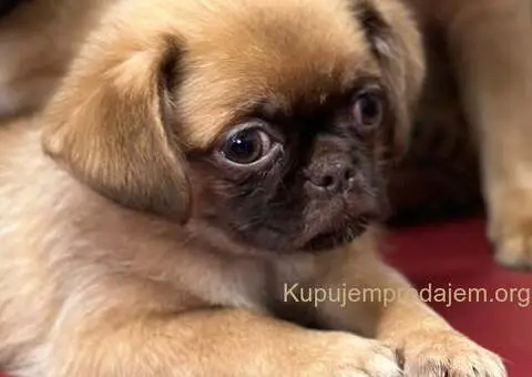 Stenci griffona oba pola - 1/7