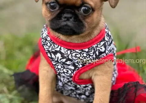 Stenci griffona oba pola - 2/7