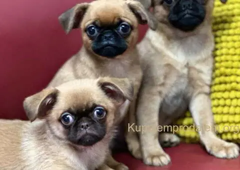 Stenci griffona oba pola - 3/7