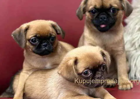 Stenci griffona oba pola - 4/7