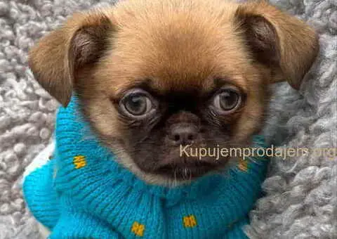 Stenci griffona oba pola - 5/7