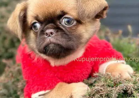 Stenci griffona oba pola - 6/7