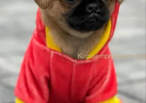 Stenci griffona oba pola - 7/7