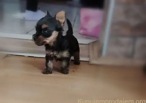 Mini JORKICI  u ponudi - 1/4