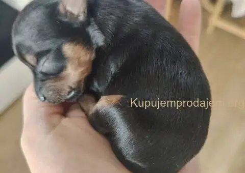 Mini JORKICI  u ponudi - 2/4