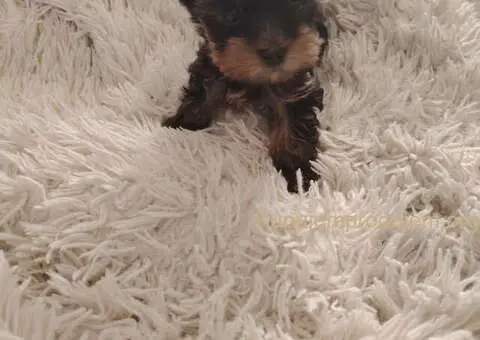 Mini JORKICI  u ponudi - 3/4