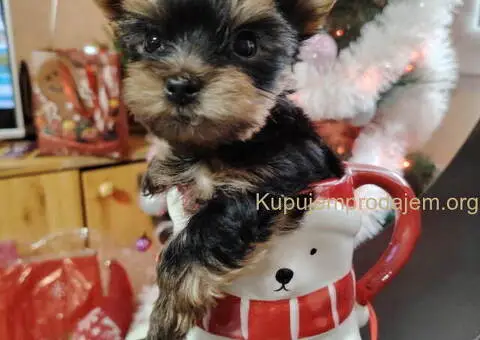 Mini JORKICI  u ponudi - 4/4