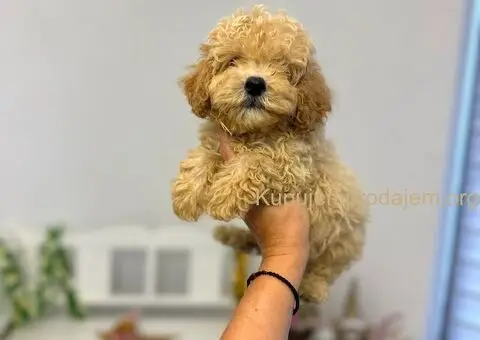 Maltipoo vrhunske genetike na prodaju - 4/8