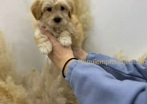 Maltipoo vrhunske genetike na prodaju - 5/8