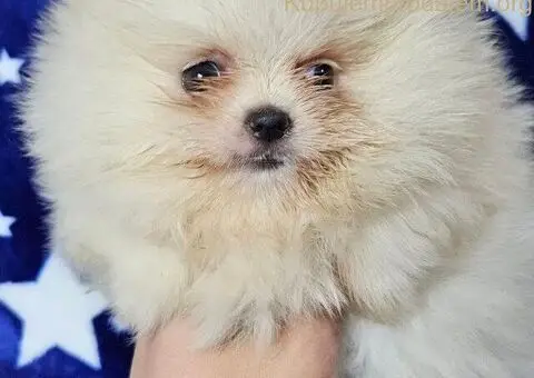 Pomeranac Boo stenci - 1/5