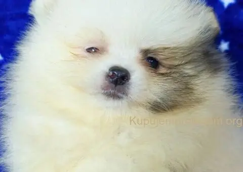 Pomeranac Boo stenci - 2/5