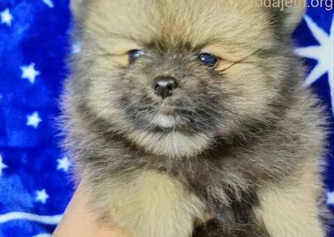 Pomeranac Boo stenci - 3/5