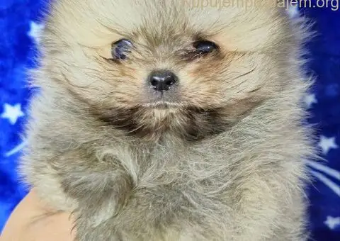 Pomeranac Boo stenci - 4/5