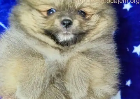 Pomeranac Boo stenci - 5/5