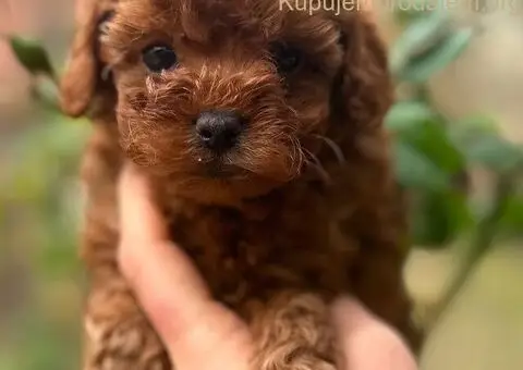 Toy i Mini Pudle stenci - 1/11