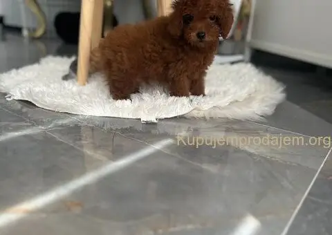 Toy i Mini Pudle stenci - 3/11