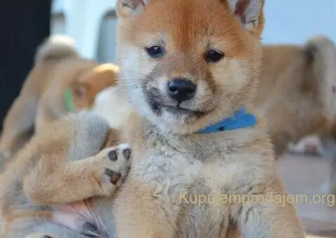 Shiba inu štenci - 1/5