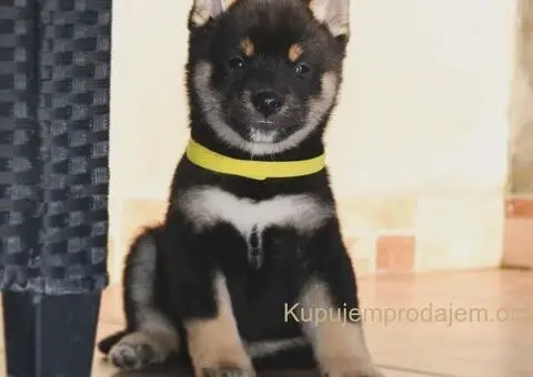 Shiba inu štenci - 2/5