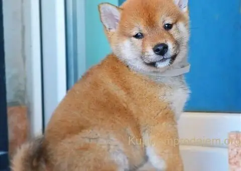 Shiba inu štenci - 3/5