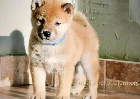 Shiba inu štenci - 4/5