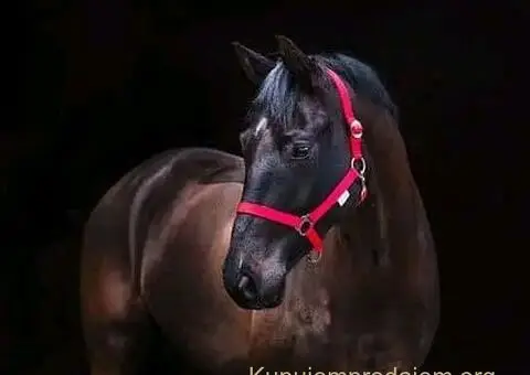 Prodaja ulara za ždrebad omad konje - 1/4