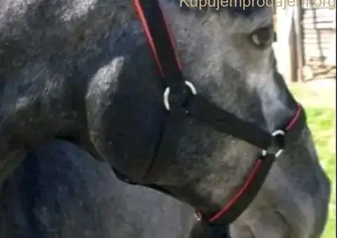 Prodaja ulara za ždrebad omad konje - 2/4