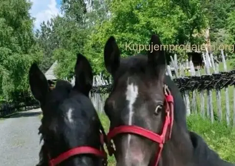 Prodaja ulara za ždrebad omad konje - 3/4