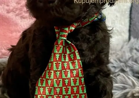 Braon Toy Pudle štenci - 1/15