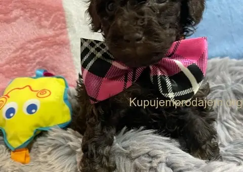 Braon Toy Pudle štenci - 2/15