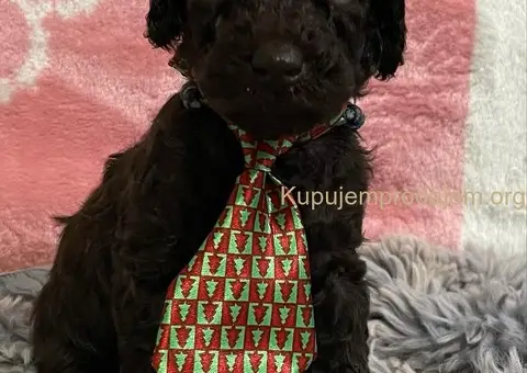 Braon Toy Pudle štenci - 3/15