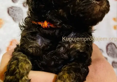 Braon Toy Pudle štenci - 4/15