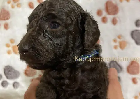 Braon Toy Pudle štenci - 5/15