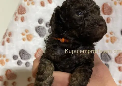 Braon Toy Pudle štenci - 6/15