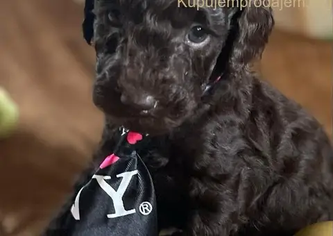 Braon Toy Pudle štenci - 7/15