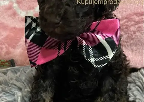 Braon Toy Pudle štenci - 8/15