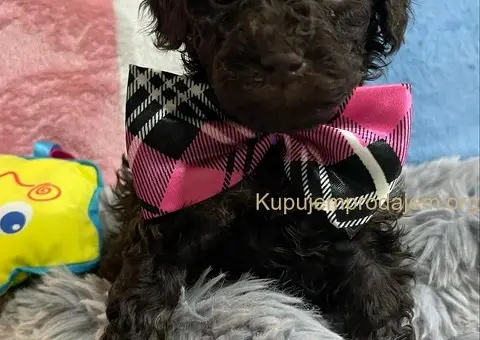 Braon Toy Pudle štenci - 9/15