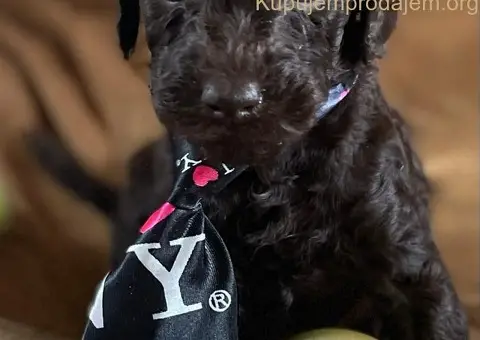 Braon Toy Pudle štenci - 10/15