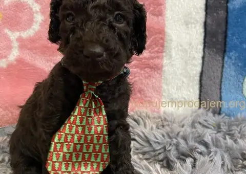 Braon Toy Pudle štenci - 11/15