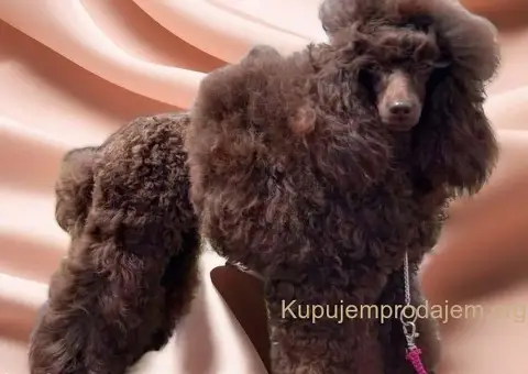 Braon Toy Pudle štenci - 12/15