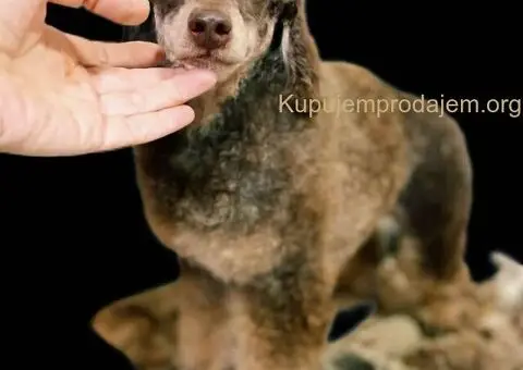 Braon Toy Pudle štenci - 13/15