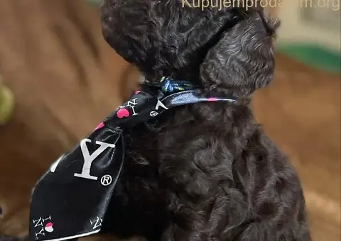 Braon Toy Pudle štenci - 14/15