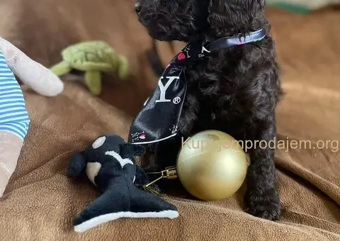 Braon Toy Pudle štenci - 15/15