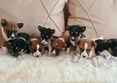 Basenji stenci - 2/5