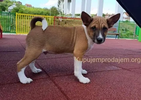 Basenji stenci - 3/5