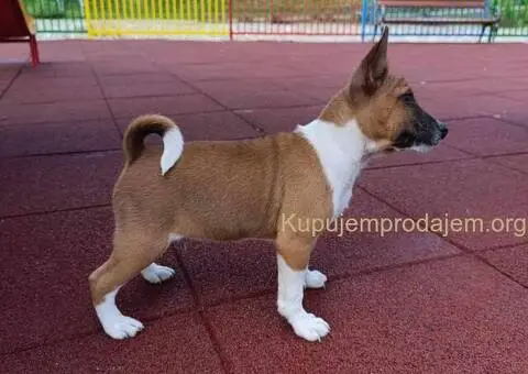 Basenji stenci - 4/5