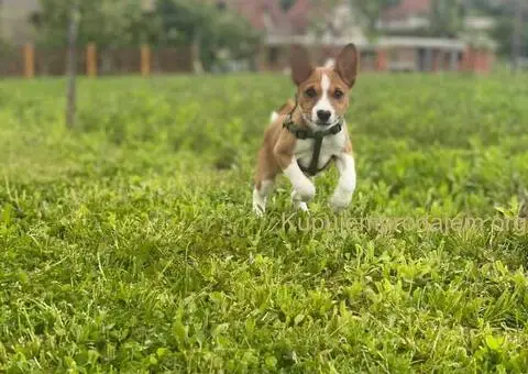 Basenji stenci - 5/5