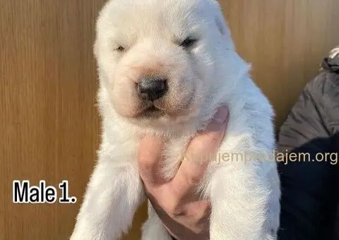 Srednjeazijski ovčar VRHUNSKI štenci - 1/9